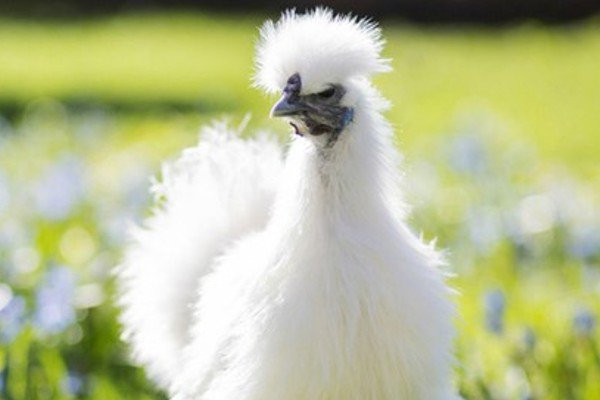 Với ngoại hình đặc biệt, gà thường được nuôi làm cảnh hơn là lấy thịt. Tuy nhiên, không phải ai có tiền cũng mua được. Thậm chí, có khách chấp nhận chờ 1 năm để sở hữu gà lông xù. Ảnh: Getty