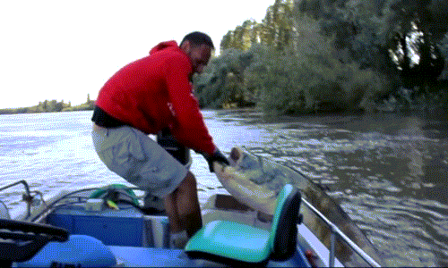 Con cá khổng lồ nặng hơn 100kg được kéo lên thuyền. Con cá khổng lồ nặng hơn 100kg được kéo lên thuyền.