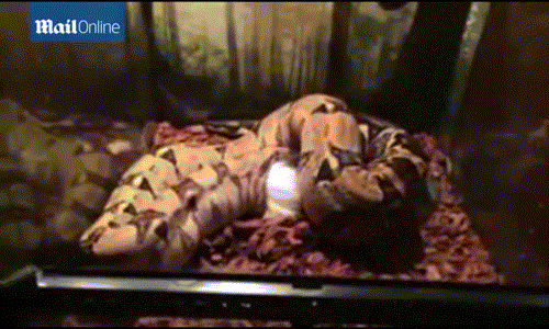 Cảnh con trăn hành hạ, giết chết con mồi.