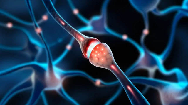 Một nhóm nghiên cứu Trung Quốc vừa lần đầu ghi lại khoảnh khắc tế bào thần kinh giao tiếp, kết thúc cuộc tranh luận kéo dài nửa thế kỷ. nghe-1.png