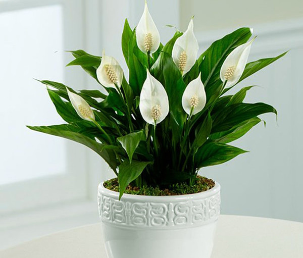 Lan ý. Cây lan ý còn được biết đến với tên “thuận buồm xuôi gió” bởi ý nghĩa phong thủy tốt lành cho năm mới nó mang lại. Lan ý có lá màu xanh bắt mắt, rất sợ ánh sáng mạnh, thích hợp trồng trong những ở không gian thiếu sáng như trong nhà.