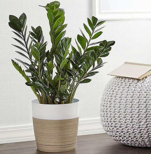 Đặc biệt, kim tiền là loại cây không ưa sáng mạnh nên rất thích hợp đặt trong nhà. Khi chăm sóc kim tiền, bạn không nên dùng chậu quá cao hoặc quá rộng, nên dùng loại bình đất có độ thoáng khí, thoát nước tốt.