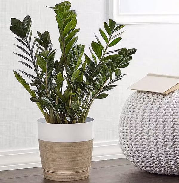 Đặc biệt, kim tiền là loại cây không ưa sáng mạnh nên rất thích hợp đặt trong nhà. Khi chăm sóc kim tiền, bạn không nên dùng chậu quá cao hoặc quá rộng, nên dùng loại bình đất có độ thoáng khí, thoát nước tốt.