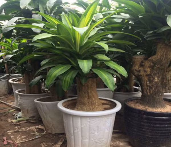 Không chỉ có ý nghĩa phong thủy, thiết mộc lan còn rất tốt cho sức khỏe con người. Nghiên cứu chỉ ra, thiết mộc lan có khả năng hấp thụ khí độc CO, toluen trong không khí.