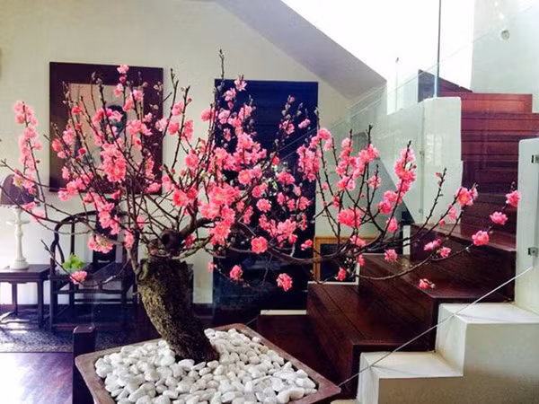 Cần lưu ý, không nên đặt quá nhiều cây xanh trong phòng ngủ, tốt nhất không quá hai chậu. Đồng thời, không nên đặt những loại cây có gai nhọn như xương rồng, hoa hồng... trong phòng ngủ bởi những cây này có thể thu hút hung khí.