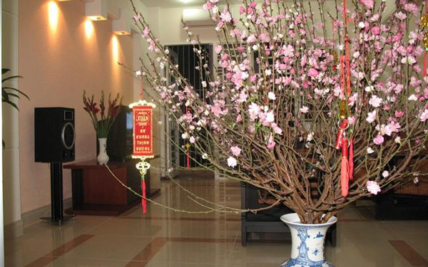 Đặt cây xanh. Ngoài những cách trên, bạn có thể trang trí nhà bằng cách đặt một số cây xanh. Các loại cây này sẽ tiếp thêm sinh khí, đón tài lộc và may mắn, cải thiện không gian sống.