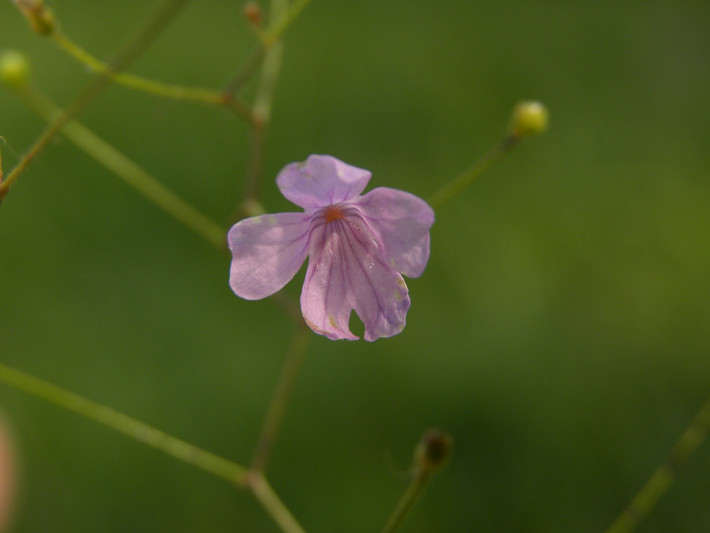 Cây Philcoxia minensis có chiều cao thân trung bình khoảng 26cm với hoa màu tím lẫn trắng. Ảnh plantsystematics.