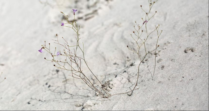 Loài thực vật này có khả năng bắt và tiêu hóa con mồi ngay trên bề mặt lá nằm ngay dưới mặt đất nhờ một số enzyme có khả năng tiêu hóa xác động vật. Ảnh Carnivoren-Forum.