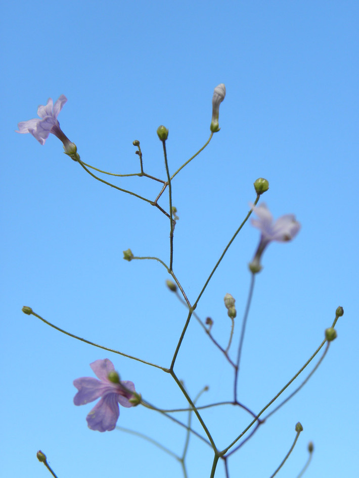 Những lá dưới lòng đất của cây Philcoxia minensis tiết ra một chất có độ dính rất cao khiến giun không thể thoát ra nếu chạm vào chúng. Ảnh plantsystematics.