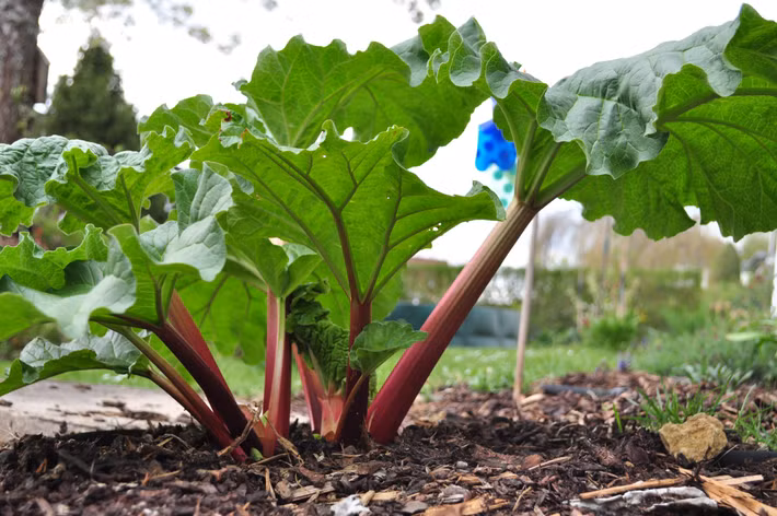 Rễ của cây đại hoàng phình thành củ màu vàng, sẫm, mùi thơm hăng. Lá mọc so le, hình tim to bằng cái quạt, hoa mọc thành chùm dài màu tím. Ảnh: caycanhhaidang.