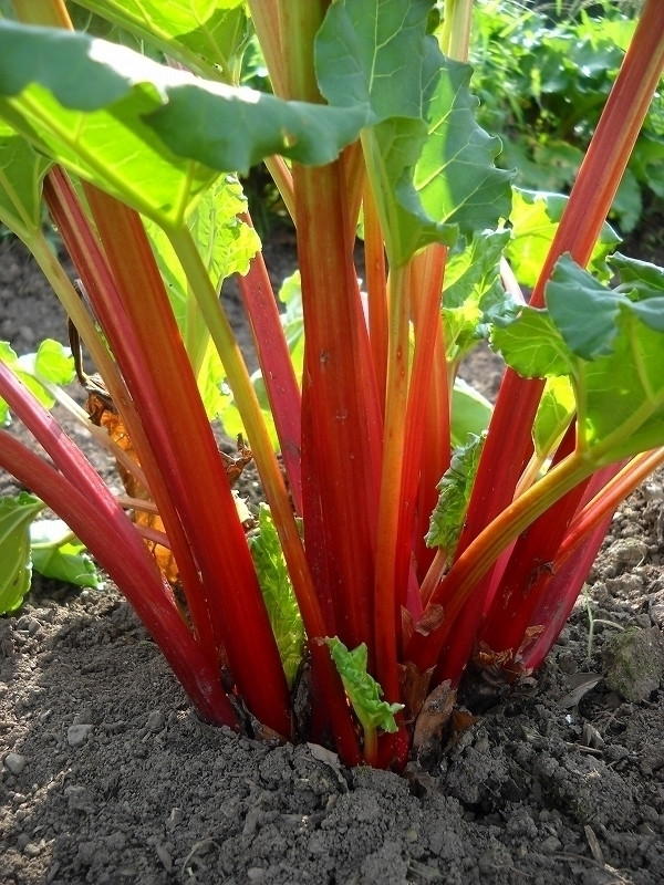 Thân của cây đại hoàng được nhiều người sử dụng để chế biến các món ăn tráng miệng. Ảnh: cloudfront.