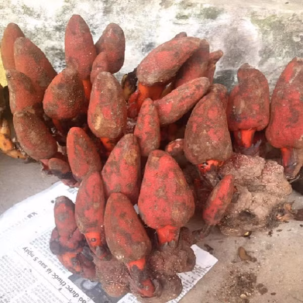 Khi sử dụng, nấm có thể sử dụng theo nhiều cách khác nhau mà không lo hao hụt dưỡng chất. Loại cây này có thể dùng để ngâm rượu, sắc thuốc hoặc chế biến thành món ăn trong gia đình. Ảnh: Internet