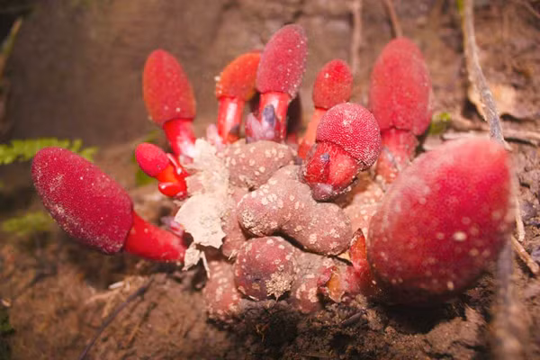 Thực tế, loại cây này vốn không thuộc họ nhà nấm. Chúng chủ yếu sống ký sinh trên những cây gỗ lớn, tán rộng. Nhờ có vẻ ngoài tương tự như thân nấm, hình dáng giống “của quý” của 1 loài vật nuôi mà người ta gọi nó với cái tên nấm ngọc cẩu.