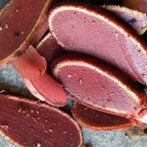 Phân tích giá trị dinh dưỡng, các nhà khoa học nhận thấy nấm ngọc cẩu chứa nhiều chất béo, tinh dầu, gentianine, carpaine, choline, vitexin, orienti, các loại axit amin, đặc biệt là chất có tác dụng cải thiện nội tiết tố nam, kích thích ham muốn tình dục testosterone, L Arginin.