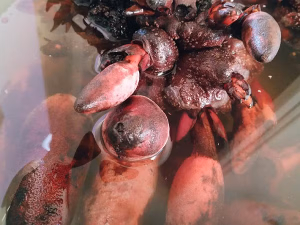 ThS. Hoàng Khánh Toàn, Chủ nhiệm Khoa Đông Y, Bệnh viện Trung ương Quân đội 108 cũng khẳng định “nấm ngọc cẩu” là vị thuốc tỏa dương thông dụng trong việc chữa bệnh thường nhật của y học cổ truyền. Nó được xếp trong nhóm thuốc bổ dương của Đông dược.