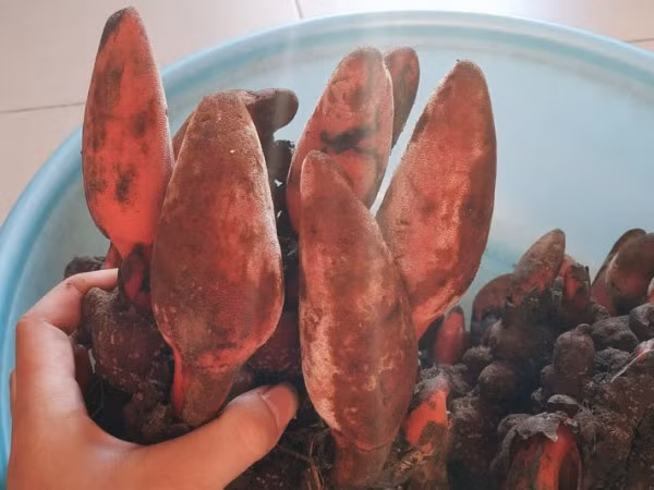 Theo Đông y, nấm ngọc cẩu có vị chát, ngọt, tính ôn, quy vào tỳ, thận và có nhiều tác dụng hỗ trợ điều trị chữa bệnh như yếu sinh lý, liệt dương, táo bón, đau nhức xương khớp, bồi bổ cơ thể.