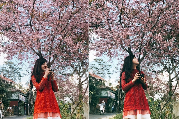 Nhiều người yêu Đà Lạt chụp ảnh cùng mùa hoa anh đào năm nay. (Ảnh: Đà Lạt) 