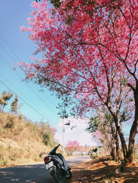 Nhiều người vẫn bảo rằng mùa này đi Đà Lạt giống như lạc giữa “bản tình ca mùa hoa mai anh đào”, chỉ cần đứng dưới tán mai anh đào đang bung nở cũng như một thước phim quay chậm. Mai anh đào ở xứ sở xứ sở sương mù rất đặc biệt, thân cây thì giống cây đào, cây mận ở miền Bắc. Còn hoa thì lại có năm cánh giống hoa mai. Chính vì nửa mai nửa đào nên nó được gắn với cái tên mai anh đào. (Ảnh: Bảo Bình) 