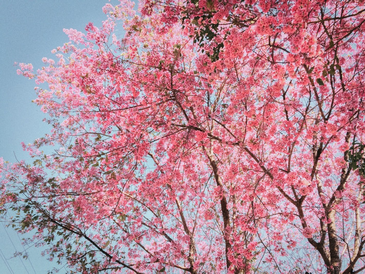 Những ngày này, mọi ngóc ngách của Đà Lạt đều được điểm xuyết bằng những cánh đào hồng phớt, bung nở đón nắng khiến ai cũng phải bước thật chậm để ngắm nhìn. Dạo quanh Đà Lạt cũng dễ dàng bắt gặp cảnh người dân lẫn du khách xúng xính váy áo thả dáng chụp ảnh dọc hai bên đường - nơi có những gốc mai anh đào đang nở rộ. (Ảnh: Bảo Bình)