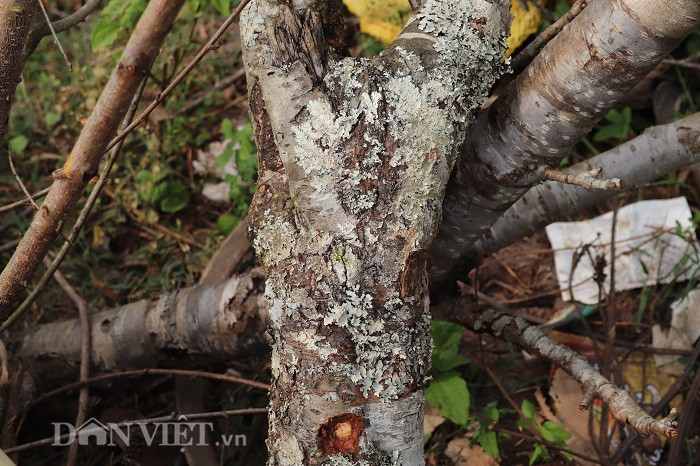 Trao đổi với phóng viên, bà Lò Thị Chung (phường Chiềng An, TP.Sơn La) chia sẻ: "Đào này được các dân buôn mua từ các xã vùng cao của huyện Thuận Châu về tập kết ở đây để bán. Nhưng không hiểu sao, nhiều gốc đào, cành đào có thế rất đẹp lại có nụ rất ít, không nở hoa đúng dịp Tết, một số có nở nhưng hoa rất ít nên không ai mua. Do đó, người bán cũng nản, đã mất tiền của, công sức chở từ xa về rồi lại bán không được nên đành vứt ở đây. Tôi thấy thật sự lãng phí và lo cho việc chặt đào từ các xã vùng cao đem bán như vậy"...