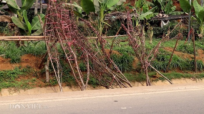 Sau Tết, tại xã Chiềng Pha (huyện Thuận Châu, tỉnh Sơn La), những cành đào ế ẩm không bán được cho không cũng chẳng ai lấy nên bị vứt lại hai bên đường.