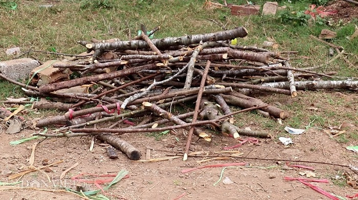 Thấy xác đào nằm chỏng chơ 2 bên đường không ai ngó ngàng đến, một số hộ dân sống gần đó đã chặt nhỏ để tận dụng làm chất đốt.