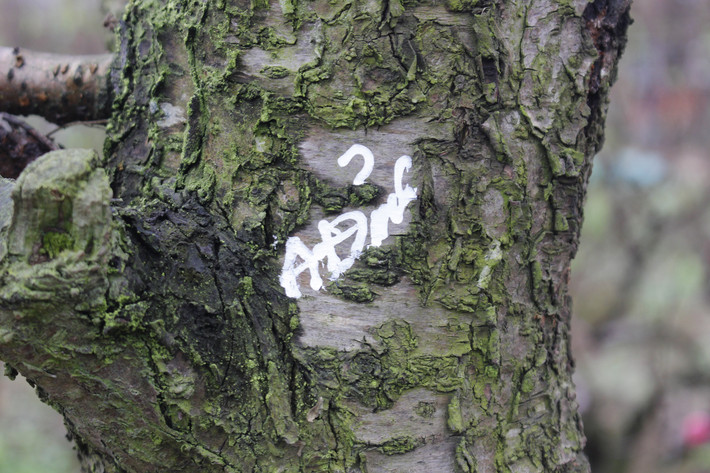 Những cây đào đã được đánh dấu vì đã có khách chọn.