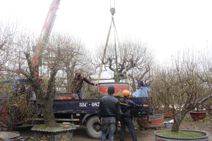 Mỗi ngày ông Kỳ chạy khoảng 3-4 chuyến từ Ninh Bình đến thôn Vân Tảo để vận chuyển đào về thành phố Ninh Bình phục vụ người dân chơi Tết.