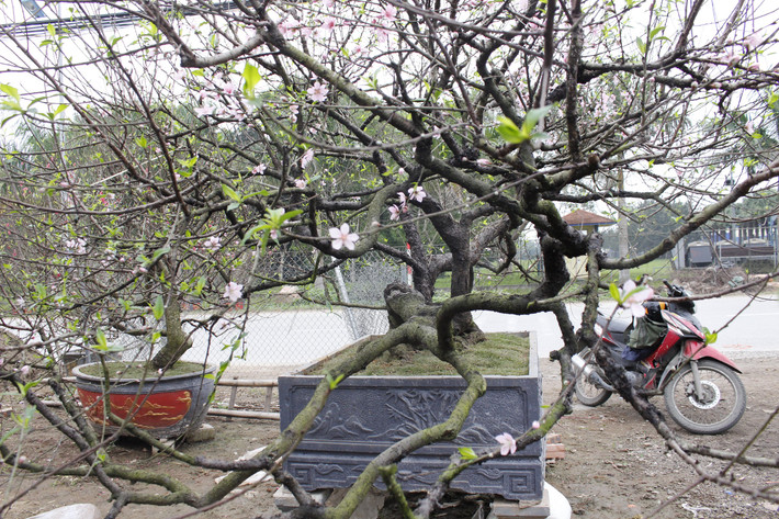 Cây đào ta này có kích thước khá lớn với chiều rộng 3m, dài 5m và cao 3m.