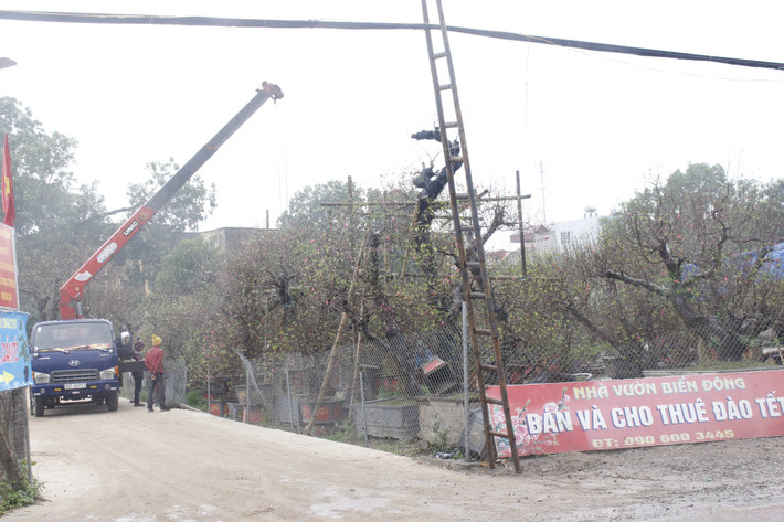 Những ngày cận Tết Kỷ Hợi 2019, xe cộ tấp nập ra vào các vườn hoa tại Vân Tảo.