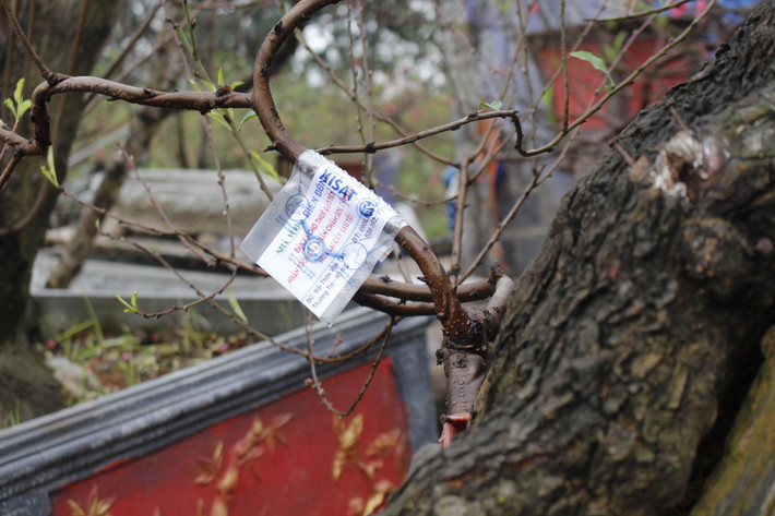 Thẻ tên và địa chỉ khách được ghim cẩn thận lên thân cây.
