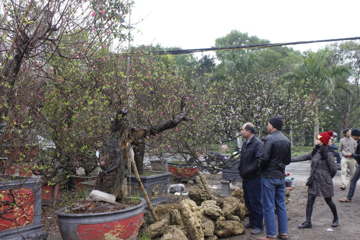 Những gốc đào đẹp, độc và già nhất được trưng ngay lối vào của vườn để tạo ấn tượng với các vị khách.