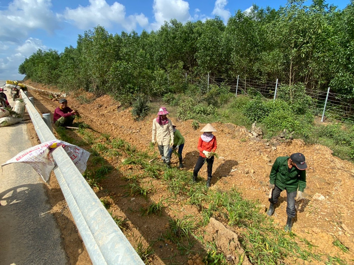 Một tốp công nhân đang tiến hành trồng cỏ bên lề tuyến đường, làm việc xuyên trưa.