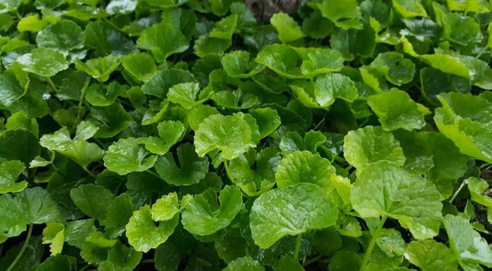 Tiếp theo, bạn lọc lấy phần nước để uống còn bã thì dùng đắp lên thái dương và gan bàn chân cho người bị cảm nắng. Ảnh: niengiamnongnghiep.