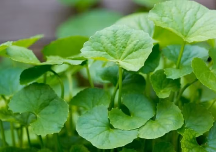 Bạn chỉ cần rửa sạch rau má tươi, ngâm muối để loại bỏ các chất độc hại bám trên bề mặt lá. Ảnh: kienthuctrongtrot.