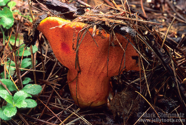 Mốc Hypomyces lactifluorum chỉ tấn công một vài vật chủ nhất định, đó là các loài thuộc chi Lactarius, Lactifluus, Russula… Ảnh photoshelter.