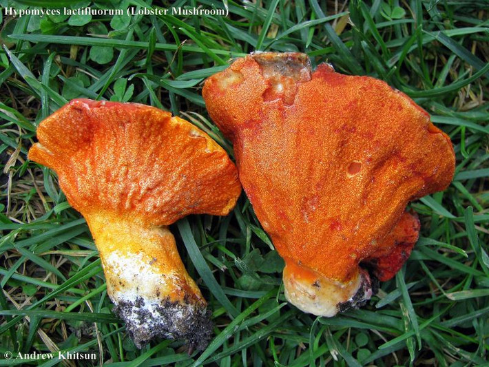 Chính vì vậy, nấm tôm hùm đã trở thành một loại nguyên liệu thay thế tuyệt vời cho thịt/cá trong các món chay. Ảnh wisconsinmushrooms.