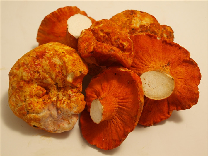 Nấm tôm hùm thực chất là một loại mốc với tên khoa học là Hypomyces lactifluorum. Loại mốc này ký sinh trên quả thể nấm của loài khác và biến vật chủ này trở nên giống thịt tôm hùm đến 99% ở cả hương vị lẫn hình dáng. Ảnh volusion.