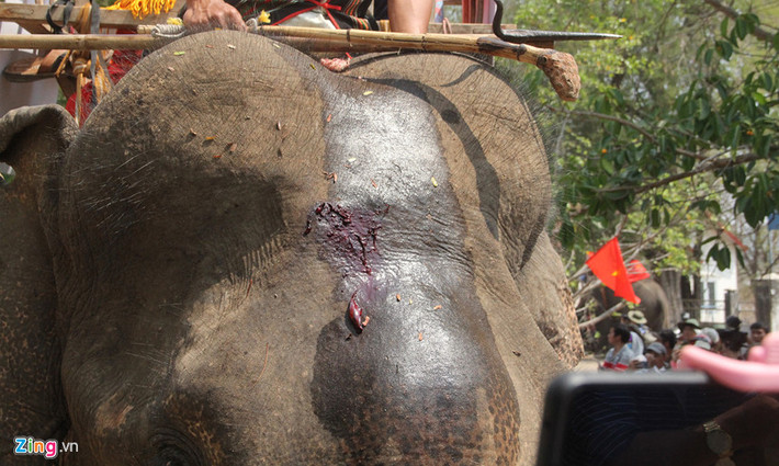 Trong Lễ cúng sức khỏe cho voi, thầy cúng được mời phải là người giỏi, có uy tín và am hiểu tập tục của buôn làng. Lễ cúng được coi là sang trọng và tươm tất khi gia chủ làm trâu ăn mừng, bình thường là heo, nếu không cũng phải là gà… tùy thuộc vào điều kiện kinh tế của chủ voi.