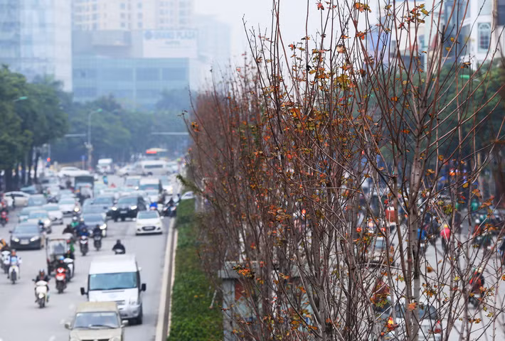 Hàng cây chưa kịp đỏ lá đã xơ xác.