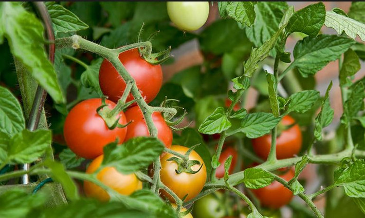 Cà chua là loại thực phẩm quen thuộc trong bữa cơm hàng ngày của người Việt nhưng ít ai biết rằng, lá cà chua lại chứa một lượng độc tố nhỏ solanin và tomatin. Ảnh: Perfumista.