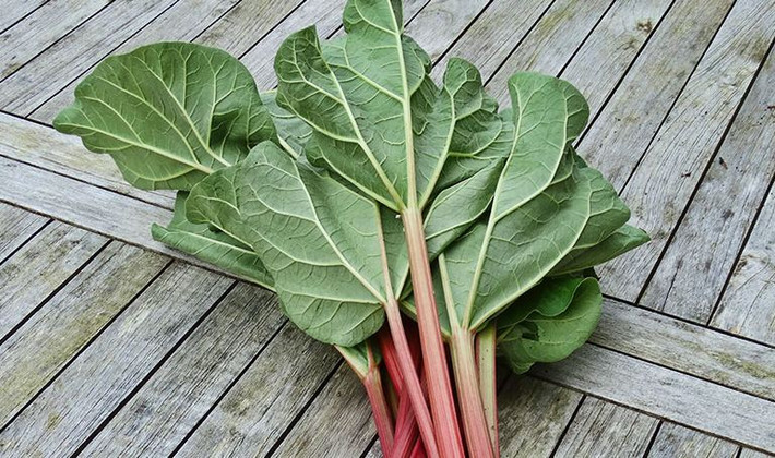 Thân cây đại hoàng có thể được sử dụng để chế biến thành món bánh ngon lành. Tuy nhiên lá của loài cây này lại gây ngộ độc nếu ăn một lượng nhiều lá đại hoàng sống hoặc dù đã nấu chín. Ảnh: Perfumista.