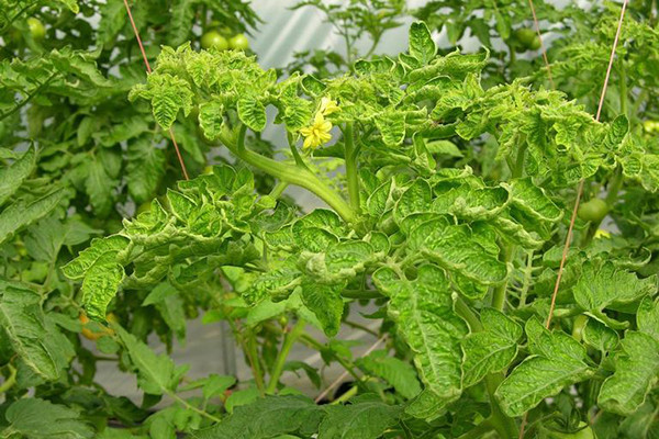 Hai loại độc tố này có thể gây rối loạn tiêu hóa nếu ăn quá nhiều một lúc (liều tối thiểu để gây tử vong vào khoảng hơn 450 gram). Ảnh: camnangcaytrong.