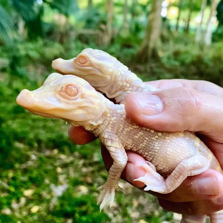 Hai con vật bò sát rất đặc biệt đã được chào đón tại một công viên động vật hoang dã của Úc. Những con cá sấu con bạch tạng này nở ra trong một lô gồm 18 quả trứng. Cha mẹ của chúng cũng bị bạch tạng.