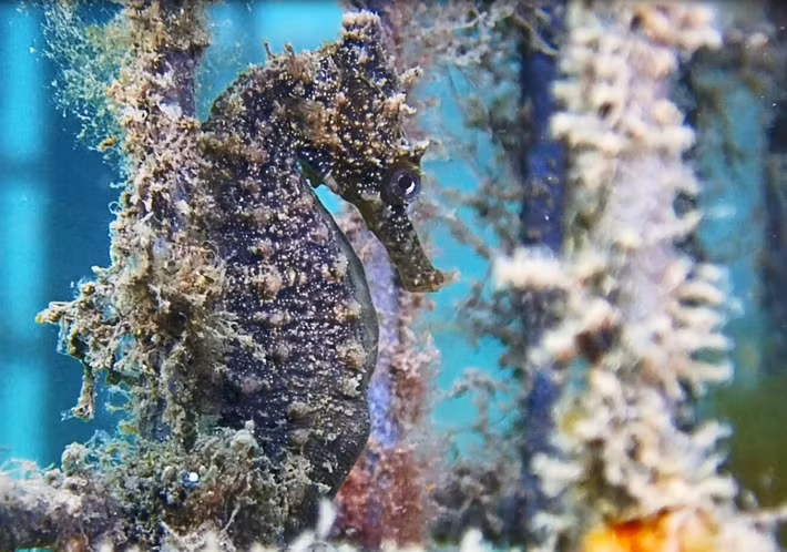 Thủy cung SEA LIFE ở Sydney đã thả 140 con cá ngựa với cái tên "cá ngựa Sydney", bị đe dọa vào Cảng Sydney vào ngày 9 tháng 9 năm 2021, như một phần của dự án Phục hồi Cá ngựa. Được biết đến với cái tên 'cá ngựa Sydney', chúng là loài cá ngựa bị đe dọa duy nhất ở Úc, với quần thể suy giảm do mất môi trường sống và sự xuống cấp của các môi trường bến cảng.