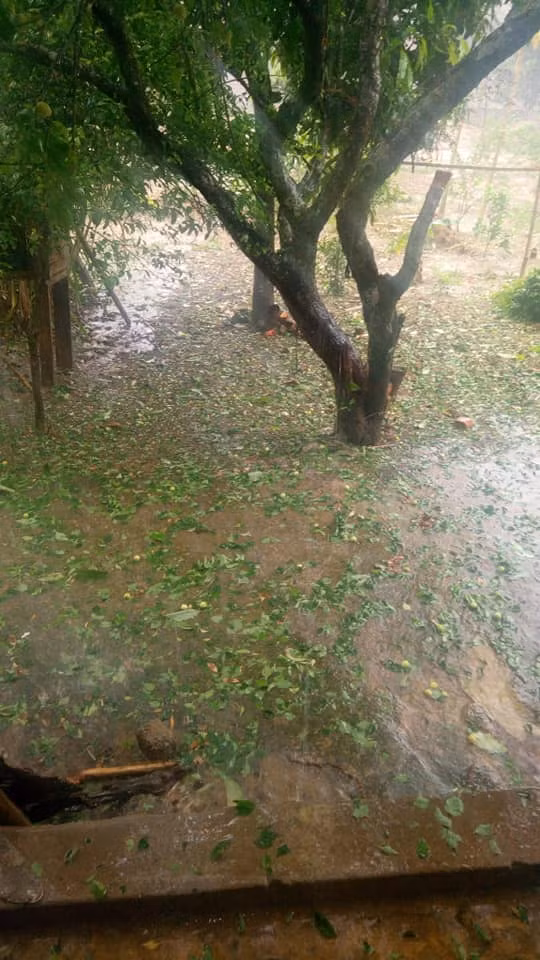 Tại thị trấn Nông trườngMộc Châu, mưa đákéo dài trên gần 30 phút khiến nhiều diện tích hoa màu và một số loại cây ăn quả như mơ, mận, dâu tây, đào, chanh leo... đang vào vụ thu hoạch bị hư hỏng nặng, rụng đầy gốc. Một số loại cây đang ra quả bói như bơ, bưởi, cam cũng bị thiệt hại.