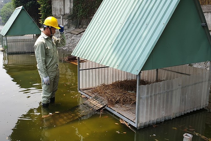 Ông Triệu Khắc Chiến, Đội quản lý duy trì hồ (Công ty TNHH MTV Thoát nước Hà Nội) cho biết, hơn 1 năm qua, đàn thiên nga đã đẻ 3 lần, tổng cộng 18 quả trứng.