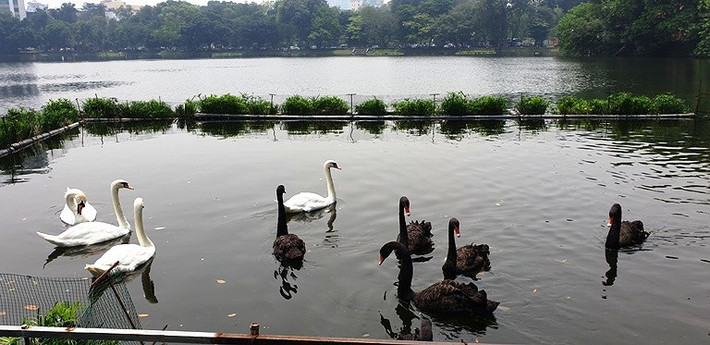 Đàn thiên nga hồ Thiền Quang đang sinh trưởng tốt cho thấy, nước hồ Thiền Quang khá sạch sẽ và chúng dần thích khi với khí hậu Hà Nội