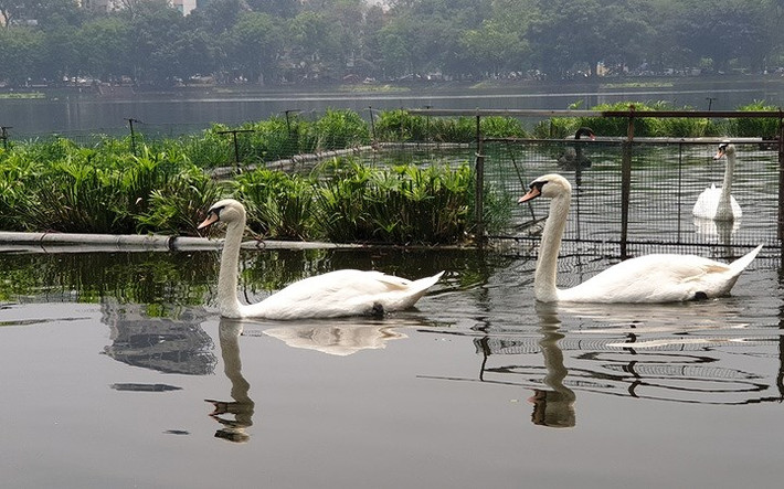 Nếu thành công thì 42 ngày sau ấp, trứng thiên nga ở hồ Thiền Quang sẽ nở.