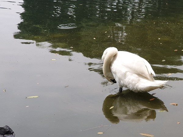 Công ty Thoát nước Hà Nội cho biết, trong quá trình chăm sóc, cán bộ và nhân viên luôn học hỏi kinh nghiệm của các nhà chuyên môn về chăn nuôi thủy cầm.